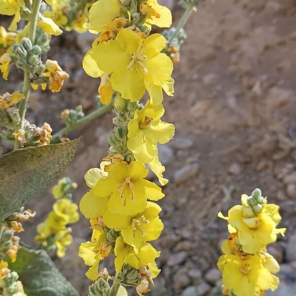 Verbascum pulverulentum Kukka