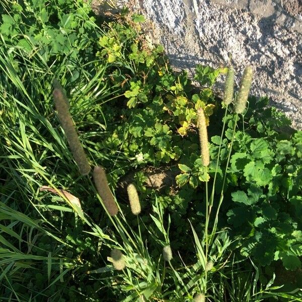 Phleum pratense Blomst