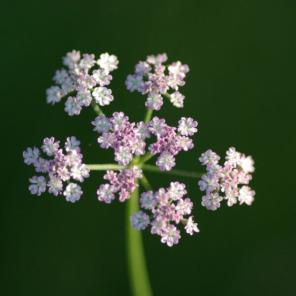 Torilis japonica Çiçek