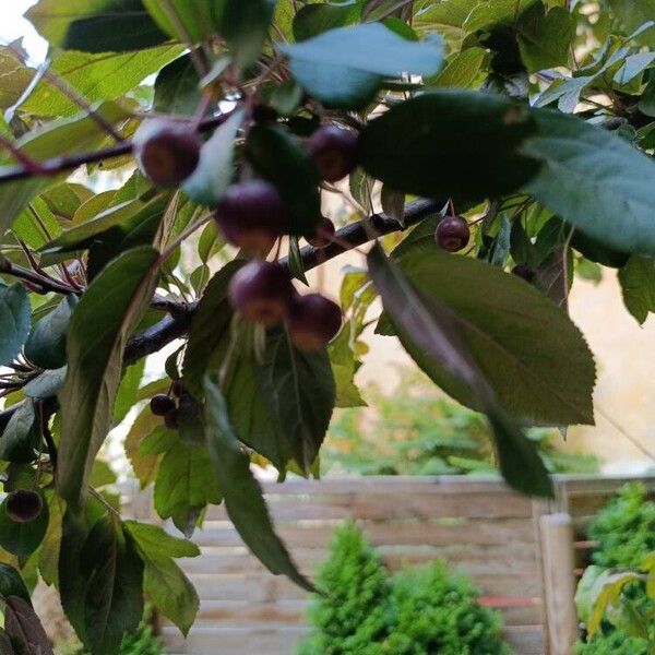 Malus hupehensis Fruit