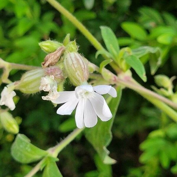 Silene noctiflora Flower