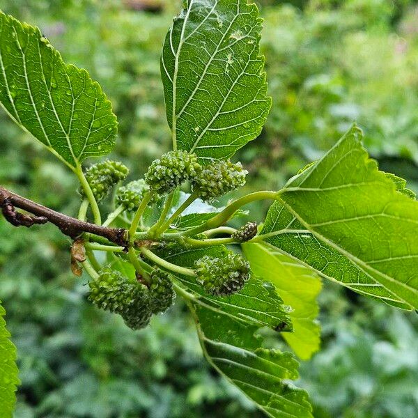 Morus nigra Fruit