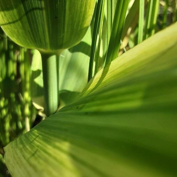 Arundo donax Corteza