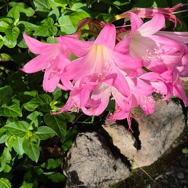 Amaryllis belladonna പുഷ്പം