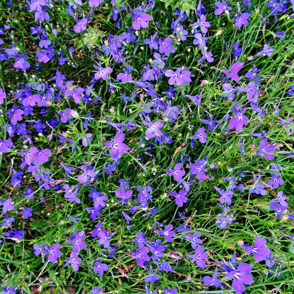 Lobelia erinus Habit