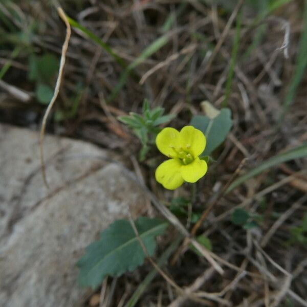 Diplotaxis muralis Квітка