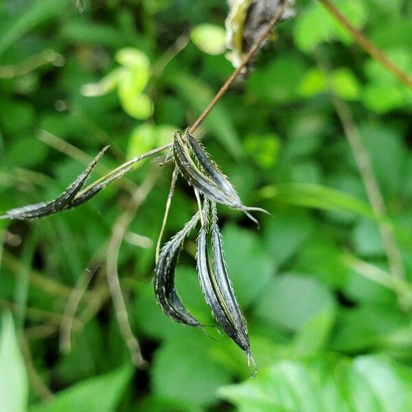 Osmorhiza longistylis Plod