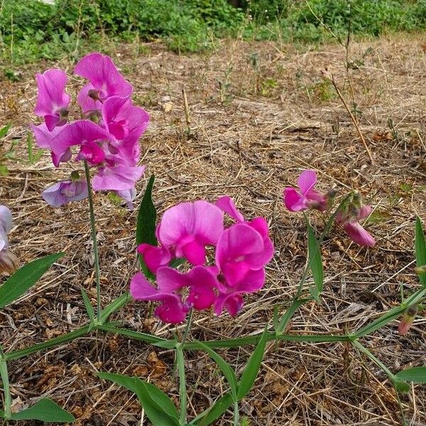 Lathyrus latifolius 花