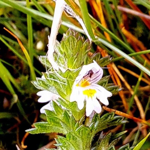 Euphrasia stricta Blomst