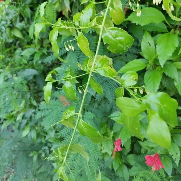 Chiococca alba Blad