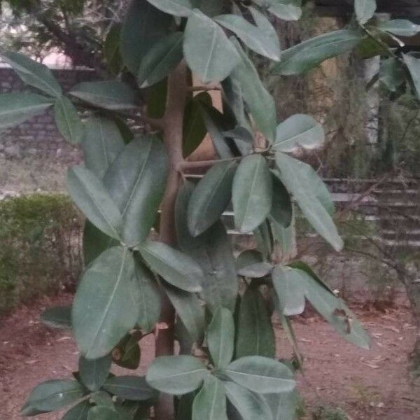 Manilkara hexandra Leaf