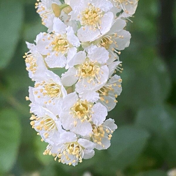 Prunus virginiana ফুল