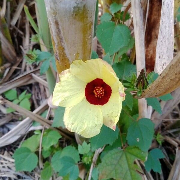 Hibiscus surattensis Flor