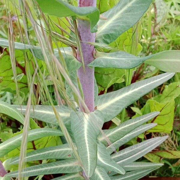 Euphorbia lathyris Hostoa