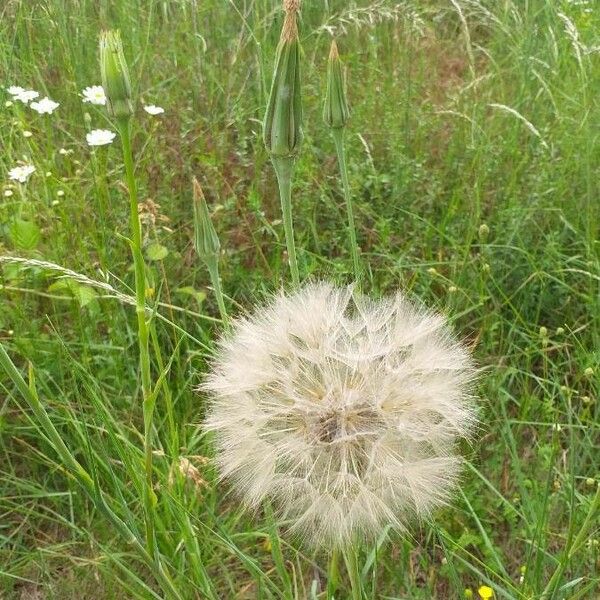 Tragopogon pratensis Fruct