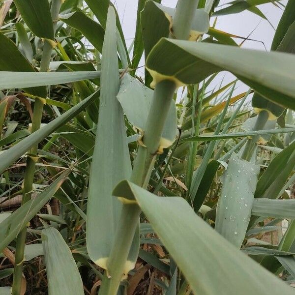 Arundo donax Leaf