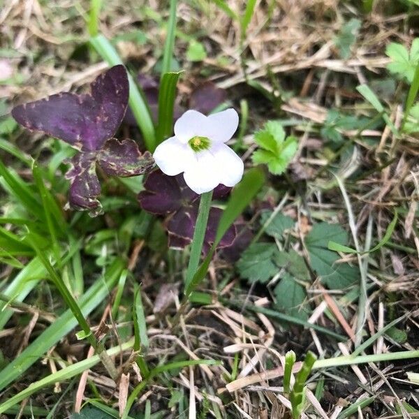 Oxalis purpurea Flower