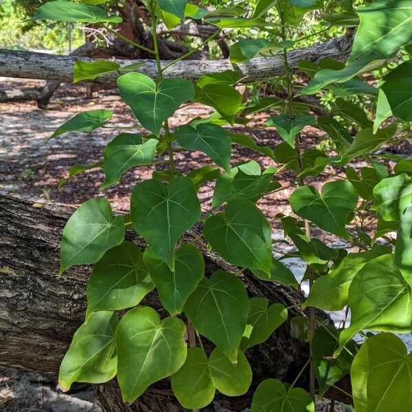 Thespesia populnea Plante entière