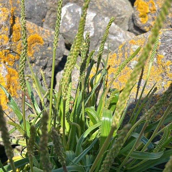 Plantago maritima Kwiat