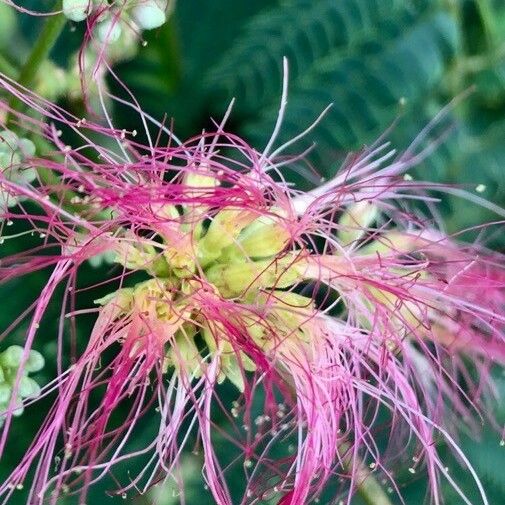 Albizia julibrissin Blomst