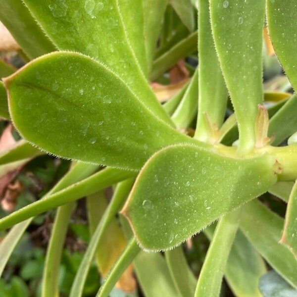 Aeonium arboreum पत्ता