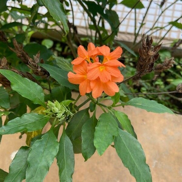 Crossandra massaica Flower