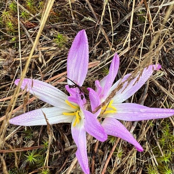 Colchicum montanum Květ