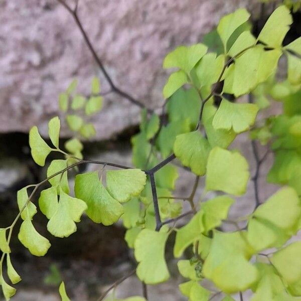 Adiantum raddianum Feuille