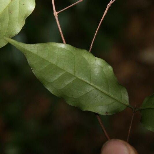 Eugenia patrisii Leaf