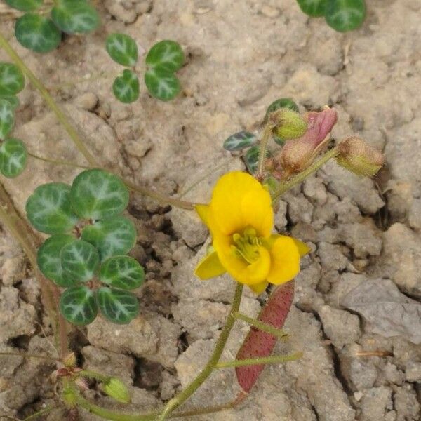 Chamaecrista hispidula Fuelha