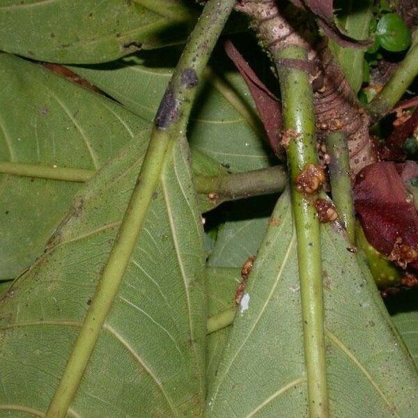 Ficus cahuitensis മറ്റ്