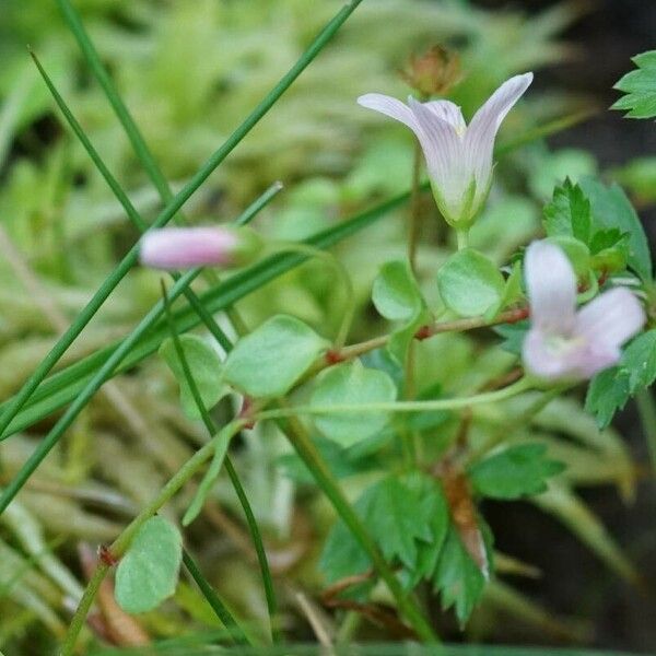 Lysimachia tenella Žiedas