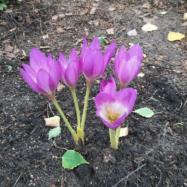 Colchicum cupanii Цветок