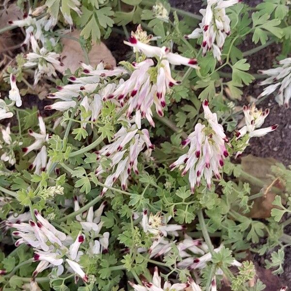 Fumaria capreolata Flower