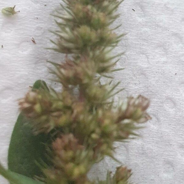 Amaranthus retroflexus Fiore