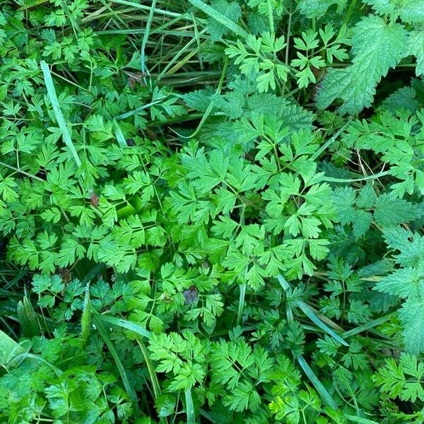 Anthriscus cerefolium Blatt