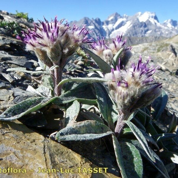 Saussurea alpina Hábito