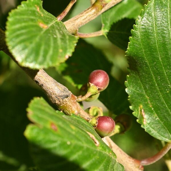 Rhamnus alpina Fruit