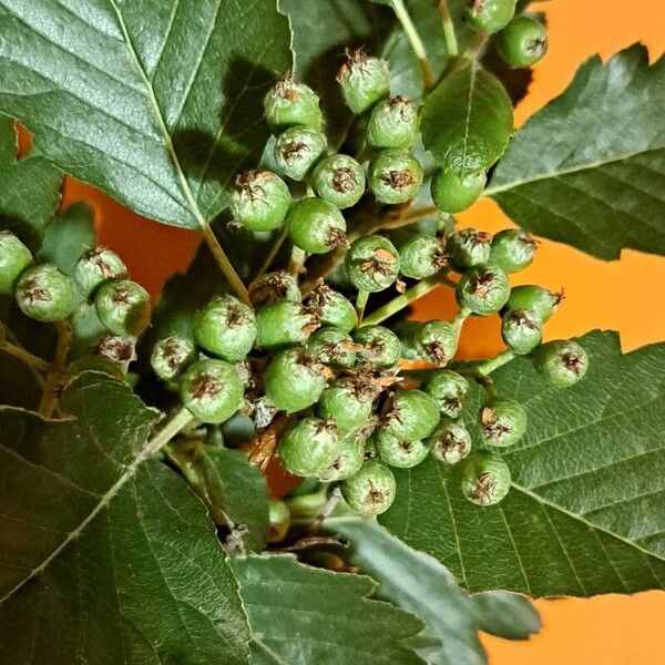 Scandosorbus intermedia Fruit