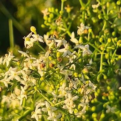 Galium mollugo Flower