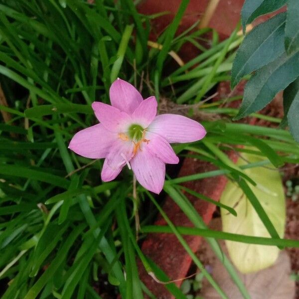 Zephyranthes rosea Flower