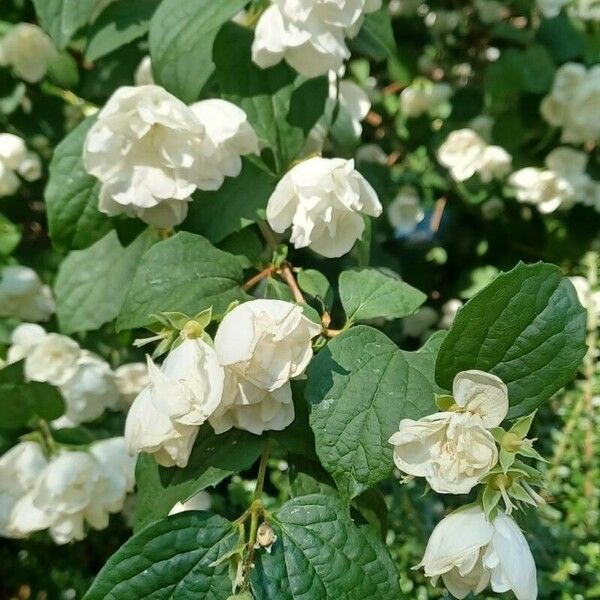 Philadelphus x virginalis Lorea