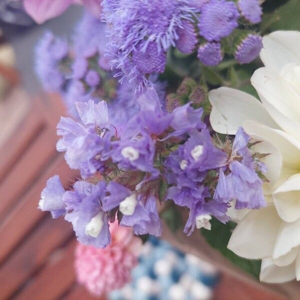 Ageratum houstonianum പുഷ്പം