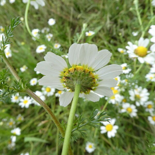 Anacyclus clavatus Flower