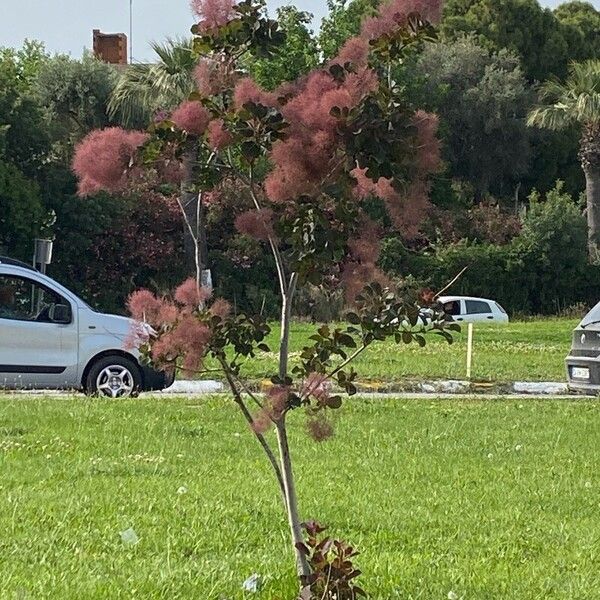 Cotinus coggygria Кора