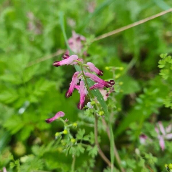 Fumaria officinalis Blomst