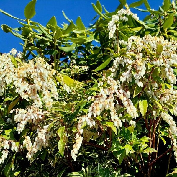 Pieris japonica ᱵᱟᱦᱟ