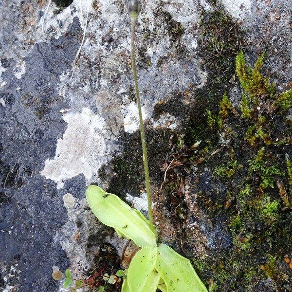 Pinguicula vulgaris Hábitos