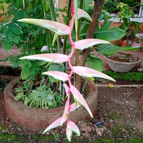 Heliconia rostrata Virág