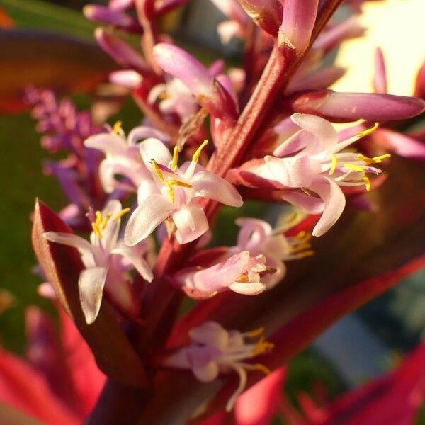 Cordyline fruticosa Kwiat
